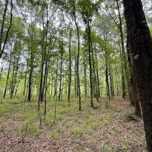 Photo #17 of 01 Titan Roberts Rd, Erwin, NC 45.0 acres
