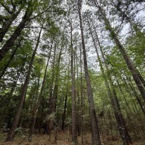 Photo #18 of 01 Titan Roberts Rd, Erwin, NC 45.0 acres