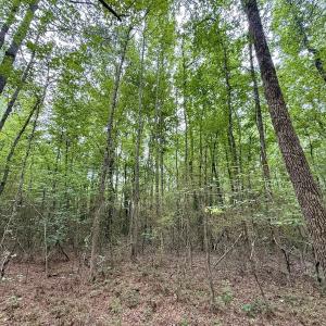 Photo #19 of 01 Titan Roberts Rd, Erwin, NC 45.0 acres
