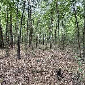 Photo #20 of 01 Titan Roberts Rd, Erwin, NC 45.0 acres