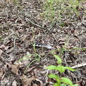 Photo #22 of 01 Titan Roberts Rd, Erwin, NC 45.0 acres