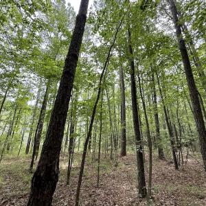 Photo #4 of 01 Titan Roberts Rd, Erwin, NC 45.0 acres