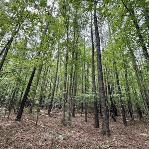 Photo #5 of 01 Titan Roberts Rd, Erwin, NC 45.0 acres