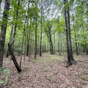 Photo #6 of 01 Titan Roberts Rd, Erwin, NC 45.0 acres