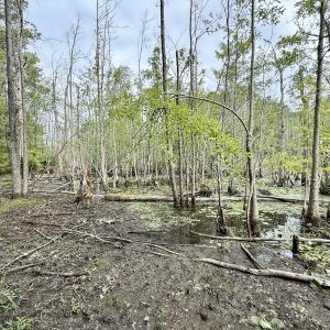 Photo #7 of 01 Titan Roberts Rd, Erwin, NC 45.0 acres