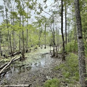 Photo #8 of 01 Titan Roberts Rd, Erwin, NC 45.0 acres