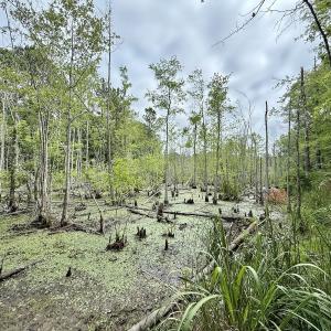 Photo #9 of 01 Titan Roberts Rd, Erwin, NC 45.0 acres