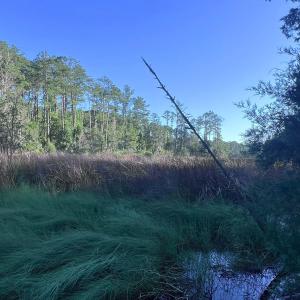 Photo #13 of Off Jarvis Landing Rd, Aurora, NC 14.1 acres