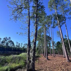 Photo #15 of Off Jarvis Landing Rd, Aurora, NC 14.1 acres