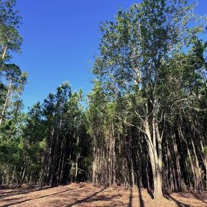 Photo #16 of Off Jarvis Landing Rd, Aurora, NC 14.1 acres