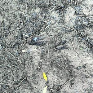 Photo #17 of Off Jarvis Landing Rd, Aurora, NC 14.1 acres