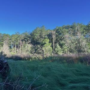 Photo #18 of Off Jarvis Landing Rd, Aurora, NC 14.1 acres