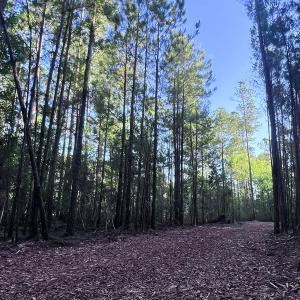Photo #23 of Off Jarvis Landing Rd, Aurora, NC 14.1 acres