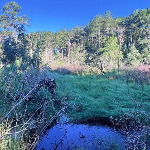 Photo #4 of Off Jarvis Landing Rd, Aurora, NC 14.1 acres