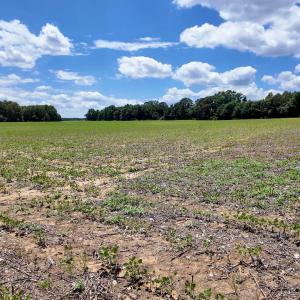 Photo #78 of 1428 Deberrys Mill Rd, Conway, NC 343.5 acres