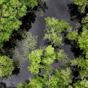 Photo #79 of 1428 Deberrys Mill Rd, Conway, NC 343.5 acres