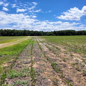 Photo #80 of 1428 Deberrys Mill Rd, Conway, NC 343.5 acres