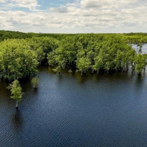 Photo #81 of 1428 Deberrys Mill Rd, Conway, NC 343.5 acres
