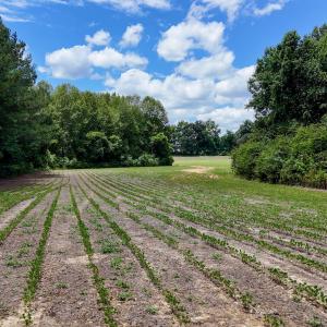 Photo #82 of 1428 Deberrys Mill Rd, Conway, NC 343.5 acres