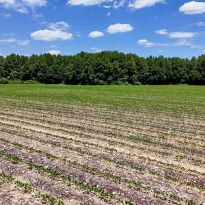 Photo #85 of 1428 Deberrys Mill Rd, Conway, NC 343.5 acres