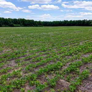 Photo #86 of 1428 Deberrys Mill Rd, Conway, NC 343.5 acres