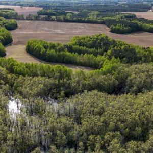 Photo #91 of 1428 Deberrys Mill Rd, Conway, NC 343.5 acres