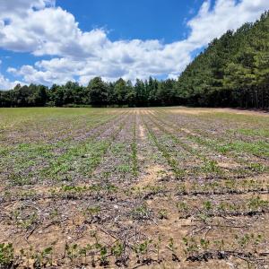 Photo #94 of 1428 Deberrys Mill Rd, Conway, NC 343.5 acres