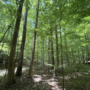 Photo #13 of Off of Buttonwood Ln Lot 5, Roxboro, NC 5.1 acres