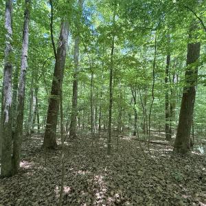 Photo #15 of Off of Buttonwood Ln Lot 5, Roxboro, NC 5.1 acres