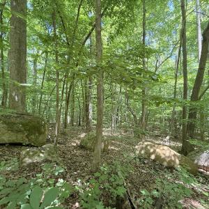 Photo #16 of Off of Buttonwood Ln Lot 5, Roxboro, NC 5.1 acres