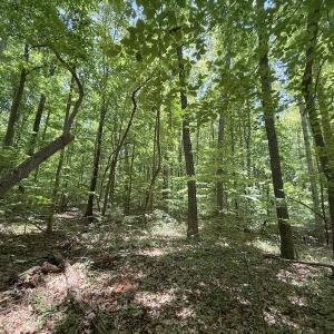 Photo #23 of Off of Buttonwood Ln Lot 5, Roxboro, NC 5.1 acres