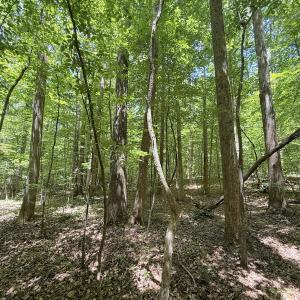 Photo #24 of Off of Buttonwood Ln Lot 5, Roxboro, NC 5.1 acres