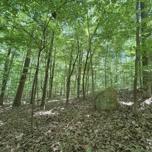 Photo #26 of Off of Buttonwood Ln Lot 5, Roxboro, NC 5.1 acres