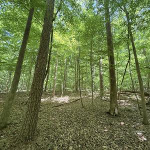 Photo #28 of Off of Buttonwood Ln Lot 5, Roxboro, NC 5.1 acres
