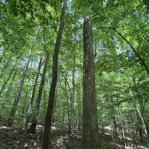 Photo #8 of Off of Buttonwood Ln Lot 5, Roxboro, NC 5.1 acres