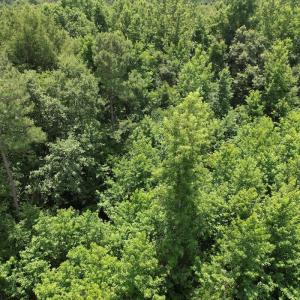 Photo #21 of Off of Old Chinquapin Rd, Beulaville, NC 3.7 acres