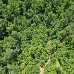 Photo #26 of Off of Old Chinquapin Rd, Beulaville, NC 3.7 acres