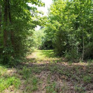 Photo #31 of Off of Old Chinquapin Rd, Beulaville, NC 3.7 acres