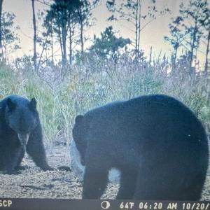 Photo #8 of Off US Hwy 264, Engelhard, NC 500.0 acres