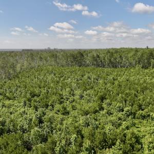 Photo #28 of Off US Hwy 264, Engelhard, NC 500.0 acres