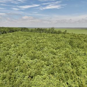 Photo #29 of Off US Hwy 264, Engelhard, NC 500.0 acres
