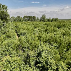 Photo #31 of Off US Hwy 264, Engelhard, NC 500.0 acres