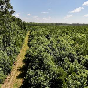 Photo #32 of Off US Hwy 264, Engelhard, NC 500.0 acres