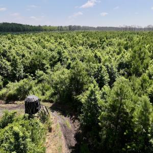 Photo #33 of Off US Hwy 264, Engelhard, NC 500.0 acres