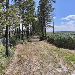 Photo #48 of Off US Hwy 264, Engelhard, NC 500.0 acres