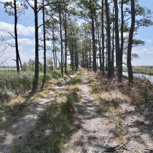 Photo #49 of Off US Hwy 264, Engelhard, NC 500.0 acres
