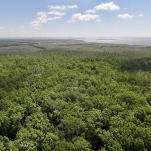 Photo #55 of Off US Hwy 264, Engelhard, NC 500.0 acres