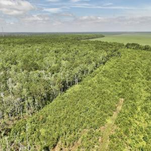Photo #59 of Off US Hwy 264, Engelhard, NC 500.0 acres