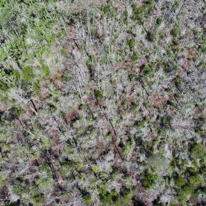 Photo #61 of Off US Hwy 264, Engelhard, NC 500.0 acres