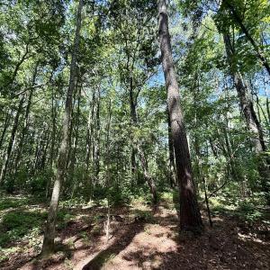 Photo #62 of Off US Hwy 264, Engelhard, NC 500.0 acres